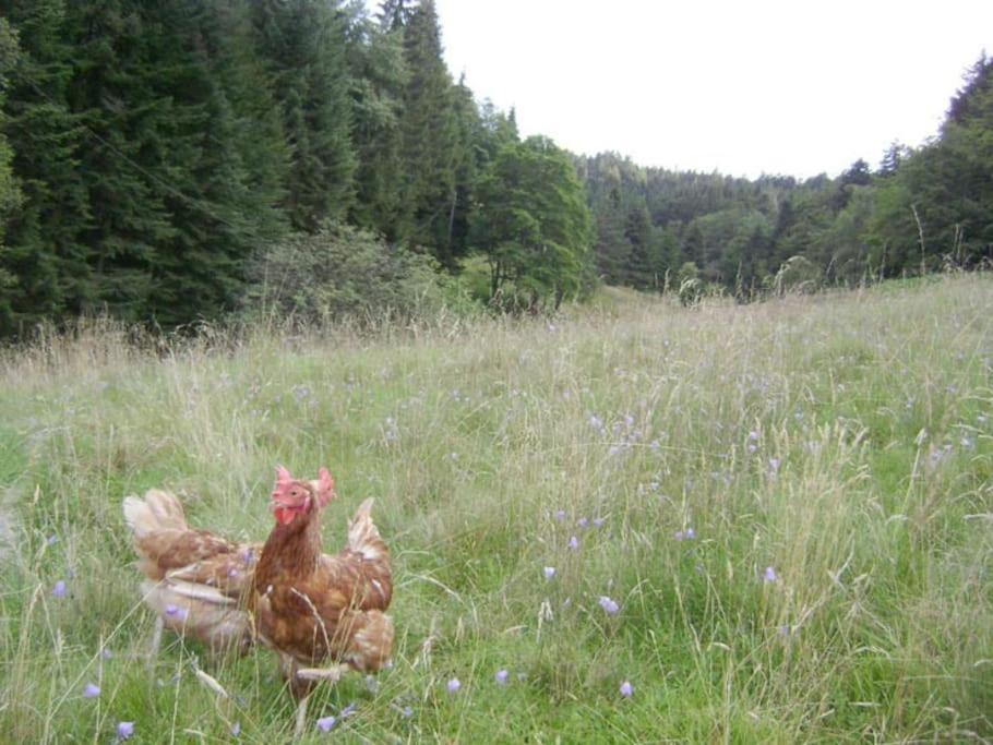 Gretel De La Ferme Du Schneeberg